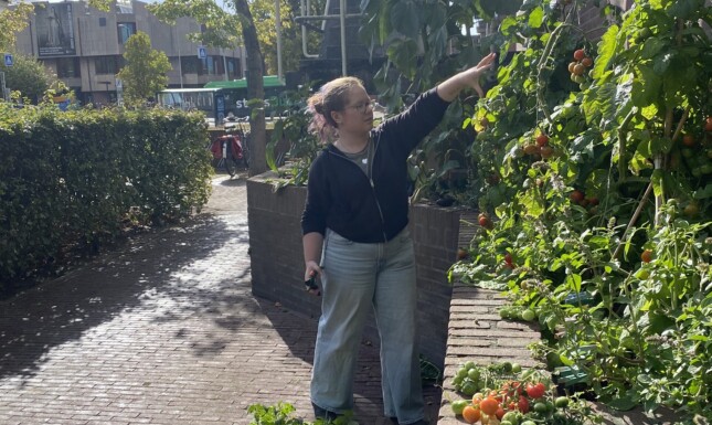 Pruning tomatoes