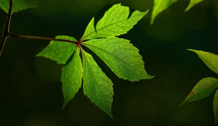 Cross-fertilisation between Linguistics and Economics: A fruitful endeavor